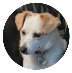 My dog named Will